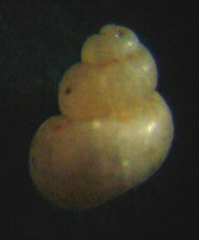 Liostomia mamoi